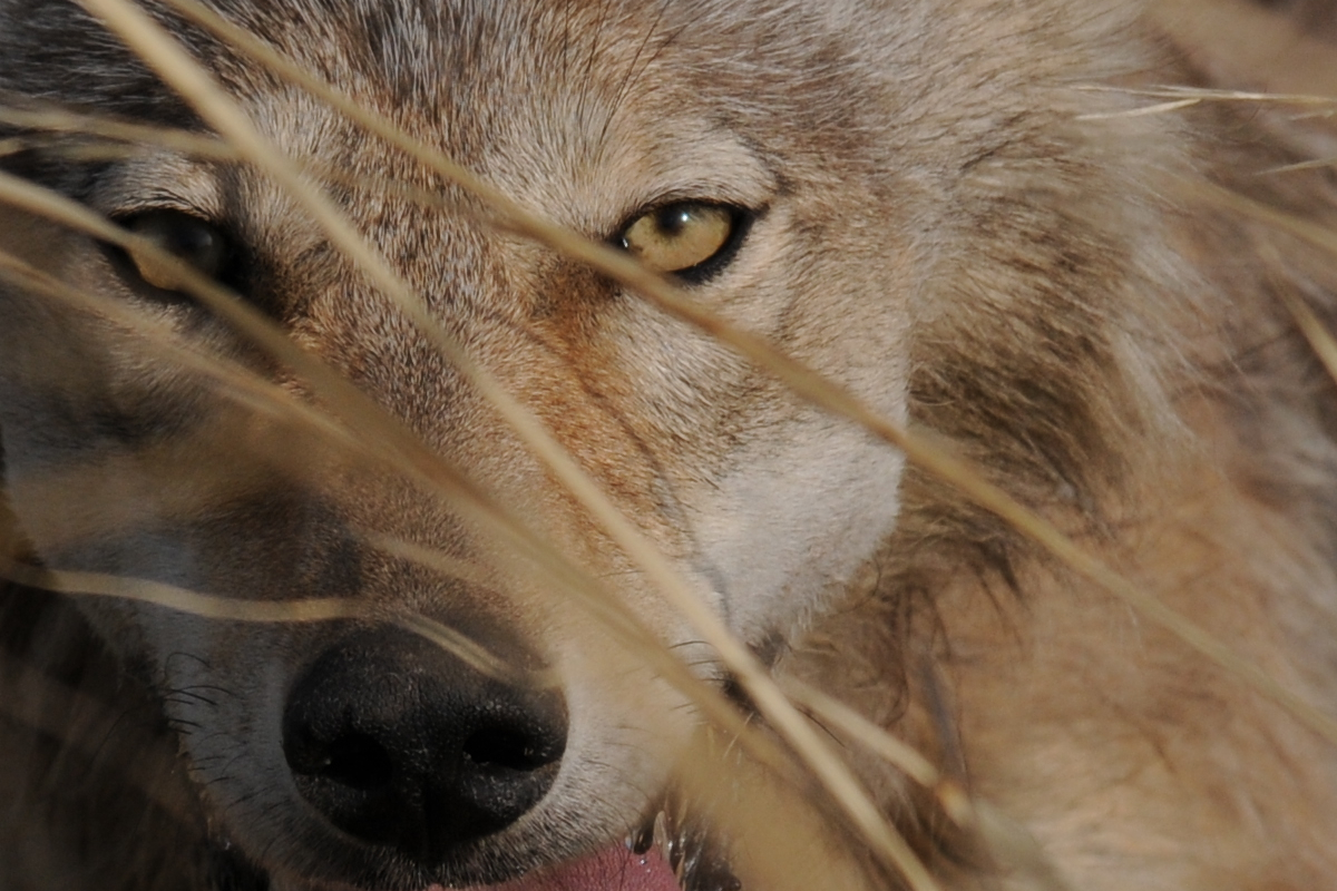 TUG_2292-Wolf-close-1-grass-web