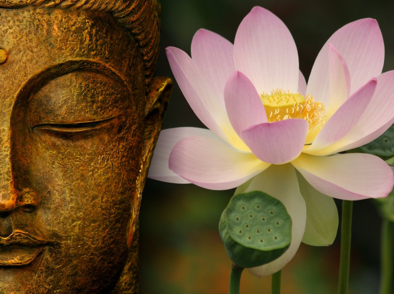 Мудрый цвет. Будда Гаутама Лотос. • Лотос (Падма) Будда. Будда Шакьямуни на цветке. Буддийская картина Лотус.
